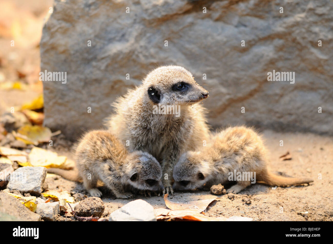 Meerkats (Suricata suricatta) madre e cuccioli Foto Stock