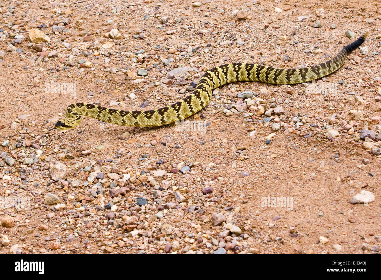 Western Diamond Rattlesnake (Crotalus adamanteus), Coronado, USA, vista in elevazione Foto Stock
