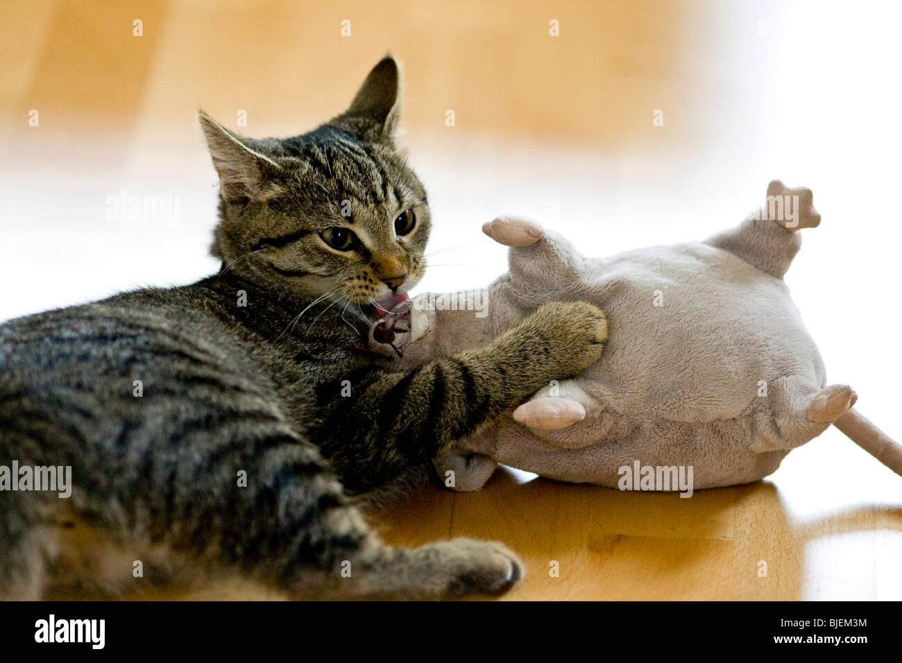 Cat giocando con il giocattolo imbottito, interior shot Foto Stock