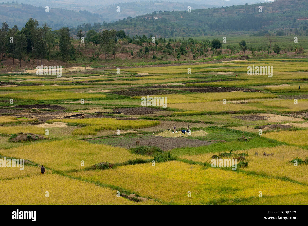 Campi di raccolti di riso nel fondo valle. Ruanda Foto Stock