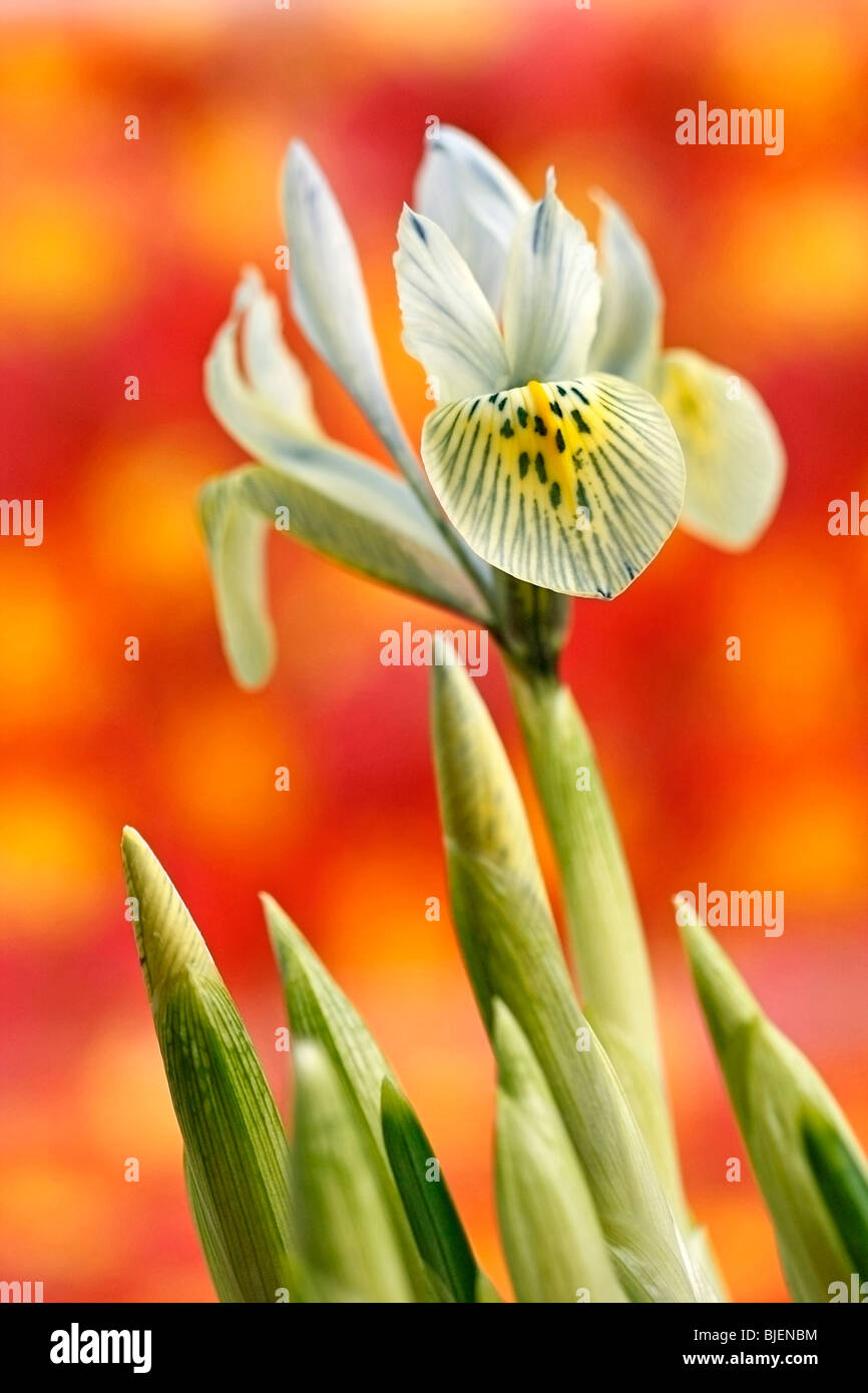 Orchid Iris. Iris reticulata armonia (Iris Katharine hodgkin) Foto Stock