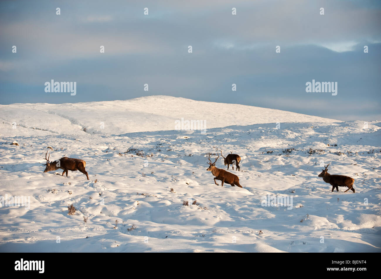 Red Deer Stags su Rannoch Moor in inverno Foto Stock