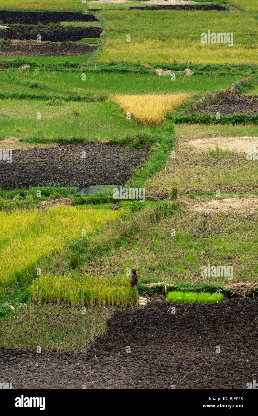 Campi di raccolti di riso. Ruanda Foto Stock