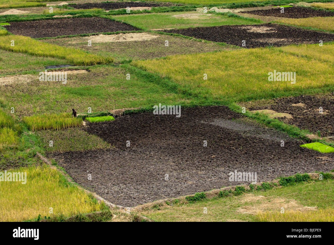 Campi di raccolti di riso nel fondo valle. Ruanda Foto Stock