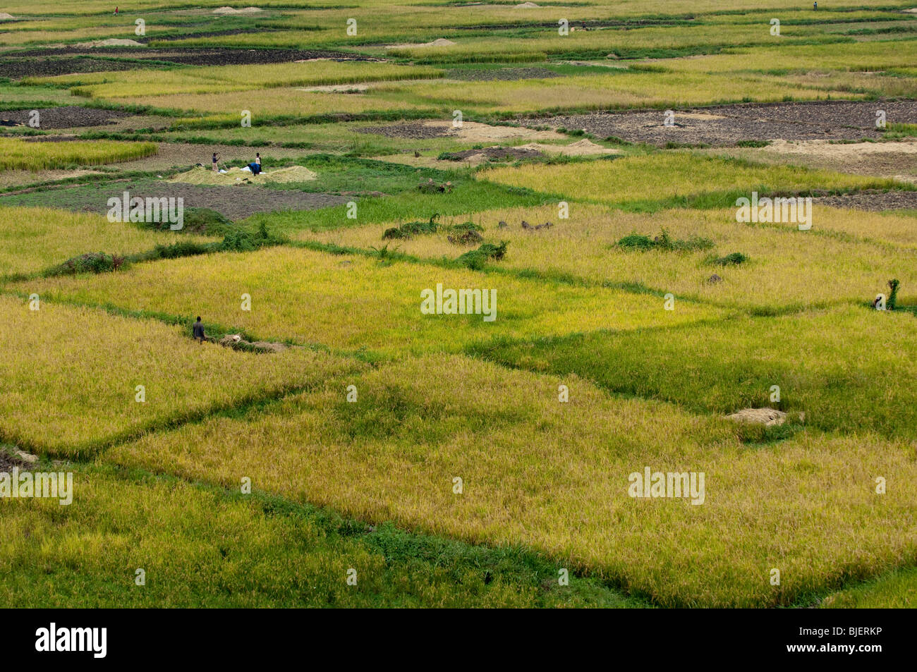 Campi di raccolti di riso nel fondo valle. Ruanda Foto Stock