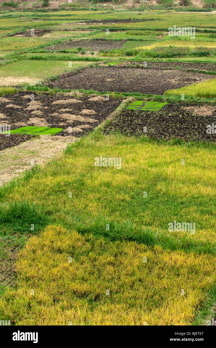 Campi di raccolti di riso nel fondo valle. Ruanda Foto Stock