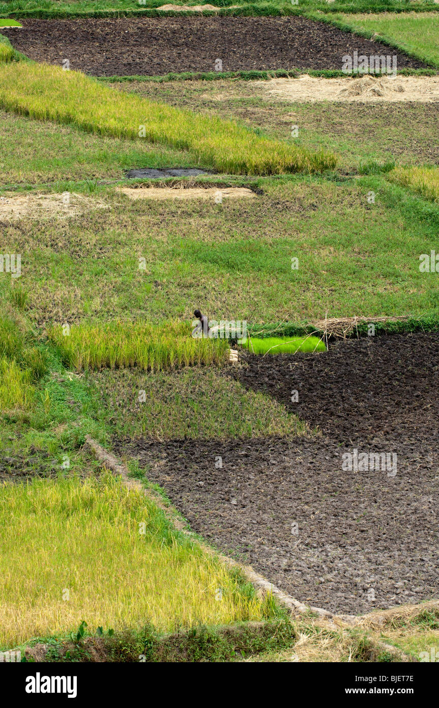 Campi di raccolti di riso nel fondo valle. Ruanda Foto Stock