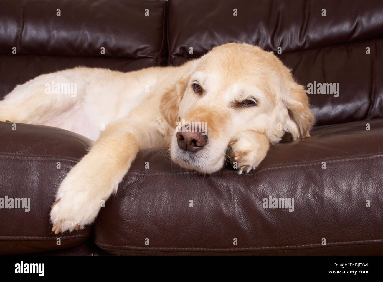 Wallace il golden retriever / di appoggio in un momento di relax a casa. Foto Stock