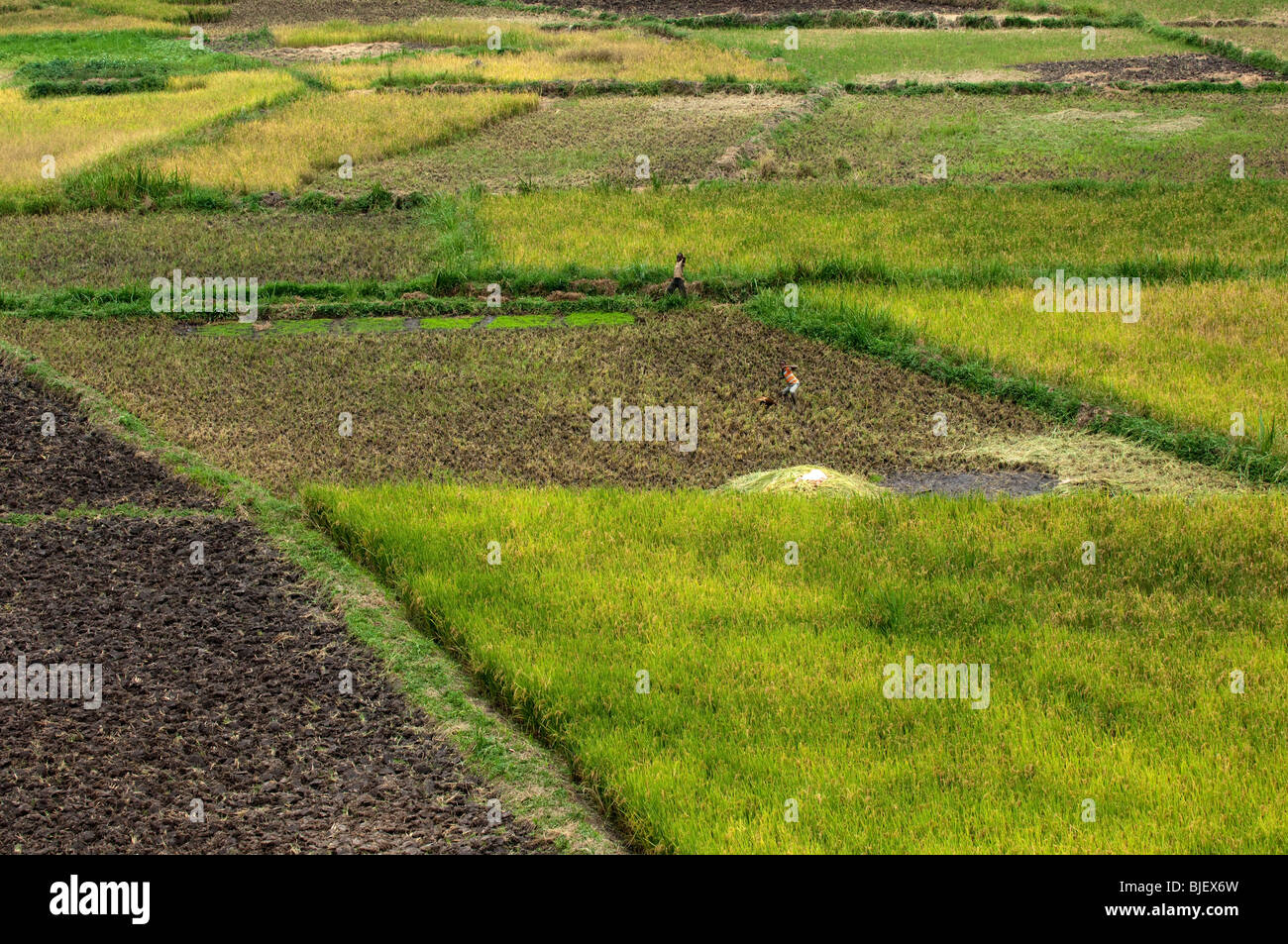 Campi di raccolti di riso nel fondo valle. Ruanda Foto Stock