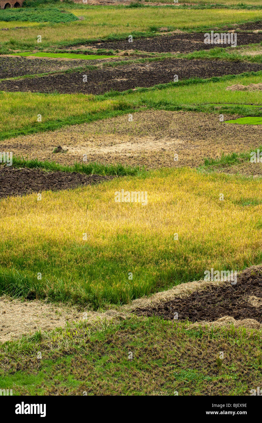 Campi di raccolti di riso nel fondo valle. Ruanda Foto Stock