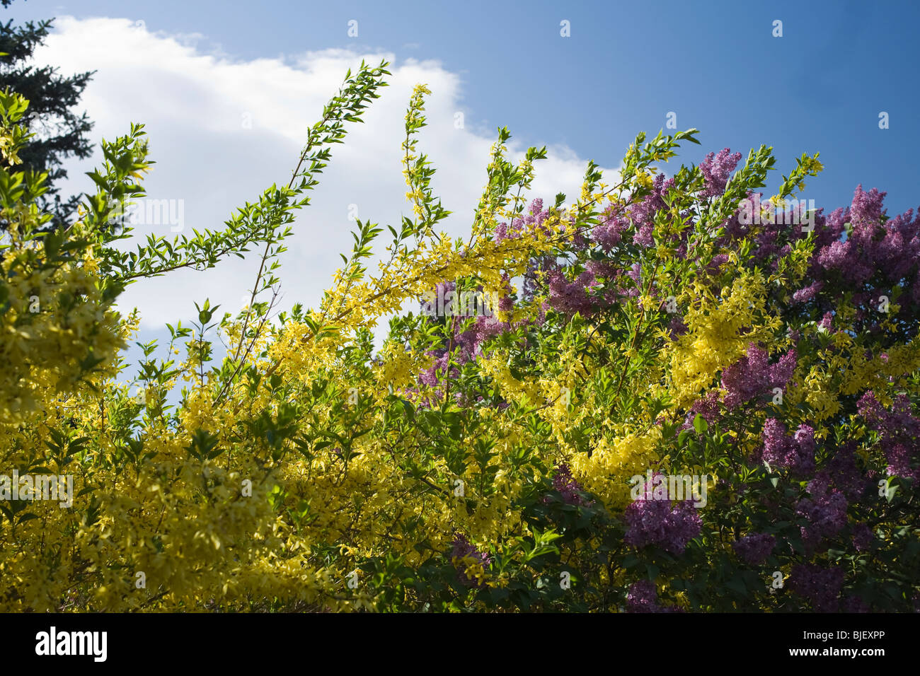 Arbusti fiorisce in un giorno di primavera nel New England. Foto Stock