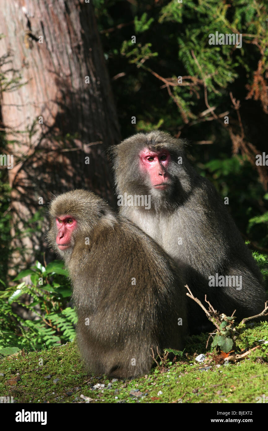 "Yakushima scimmie' a terra Yakusugi, Yakushima Island, Giappone. 22.10.2005 Foto Stock