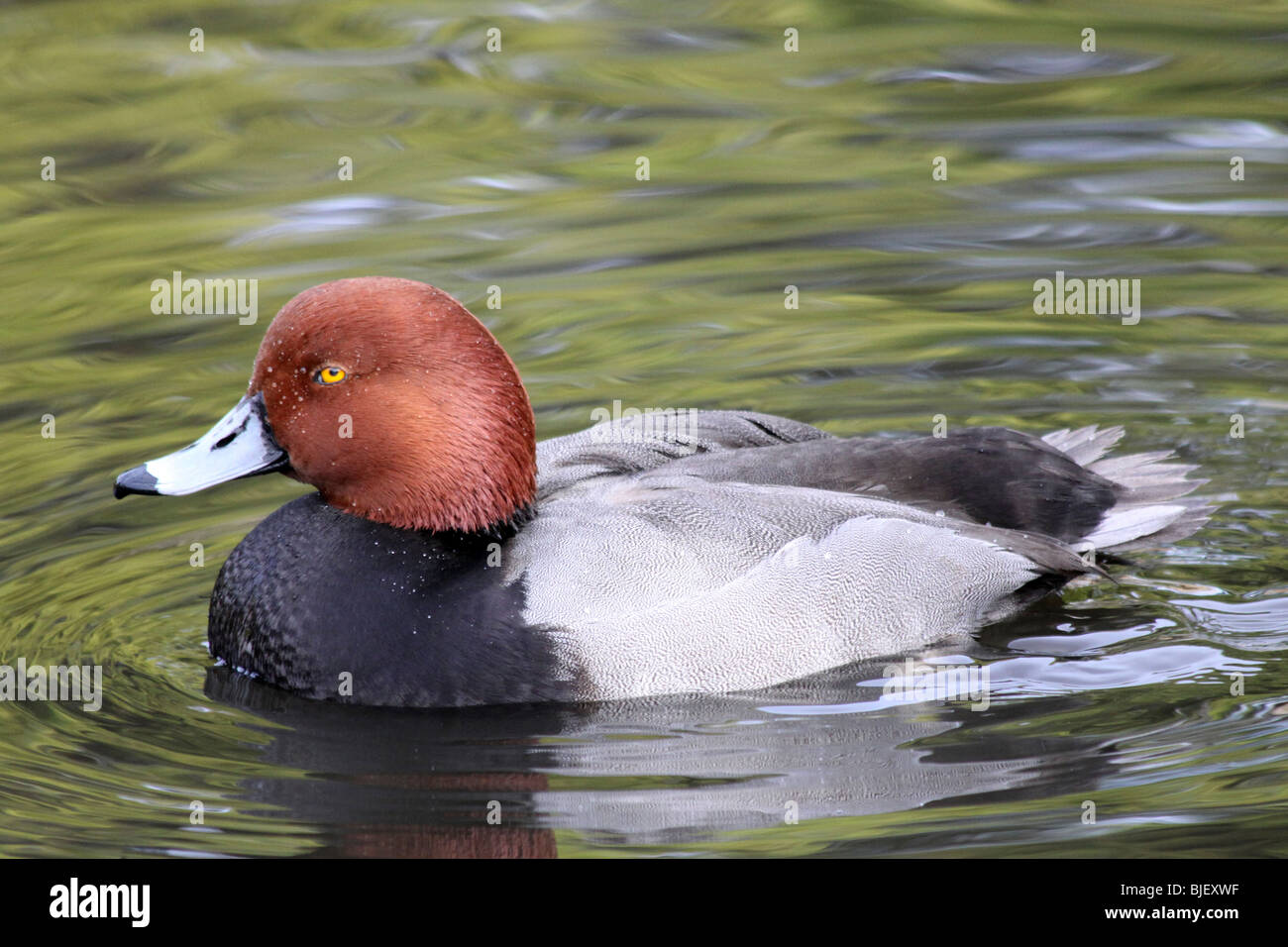 Redhead Aythya americana nuoto a Martin mera WWT, LANCASHIRE REGNO UNITO Foto Stock