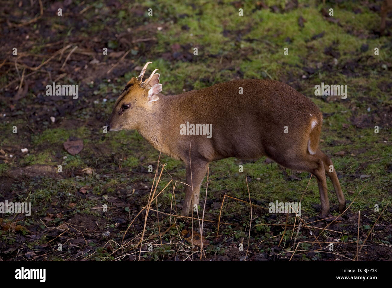 Formosan Reeve's Muntjac Muntiacus reevesi Foto Stock