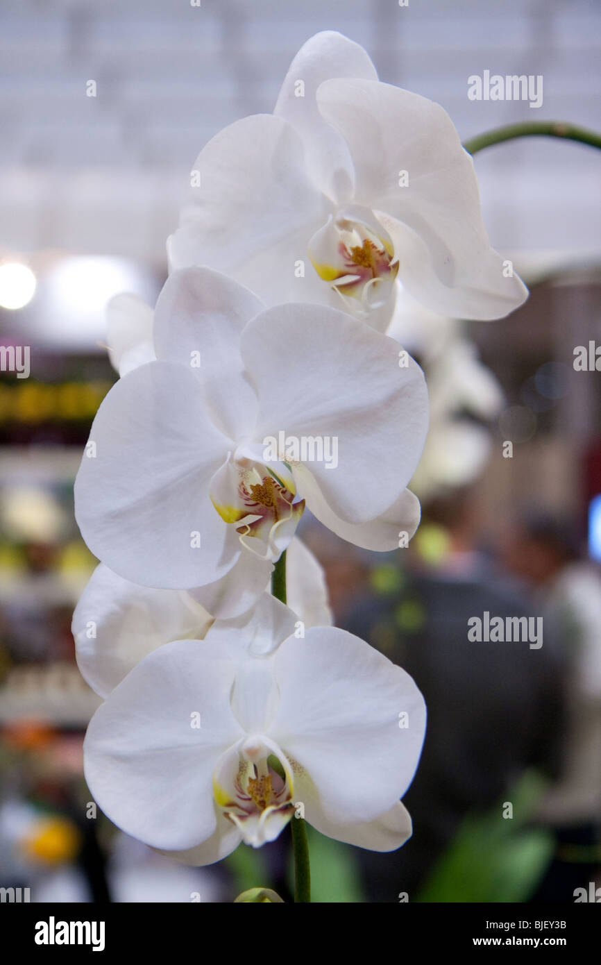 White Orchid fiore bokeh di messa a fuoco Foto Stock