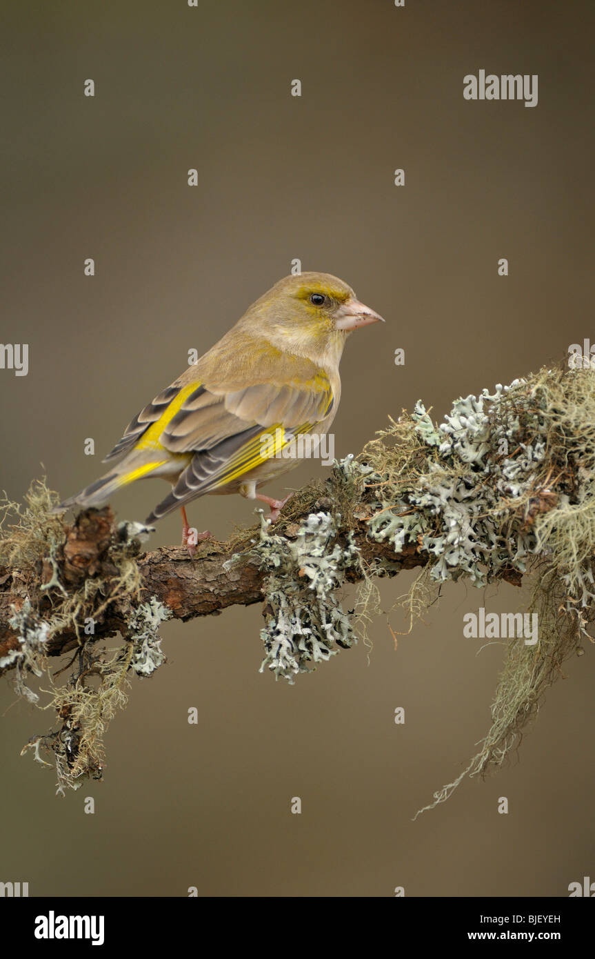 Verdone (Carduelis chloris). Voce maschile arroccato su un lichene ramo coperti, Paesi Bassi. Foto Stock