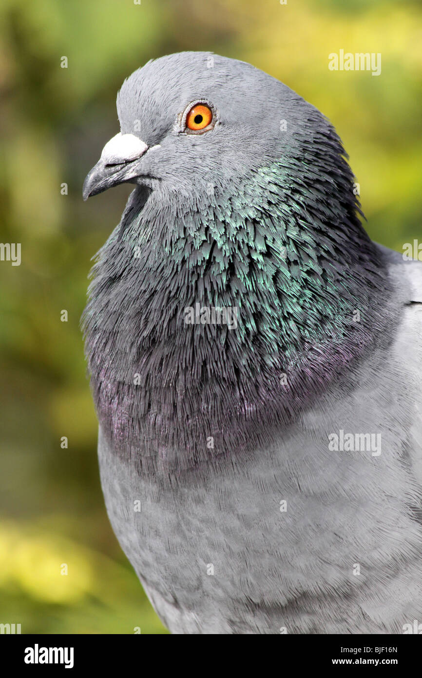 Ritratto di un piccione selvatico Columba livia prese a Martin mera WWT Lancashire, Regno Unito Foto Stock