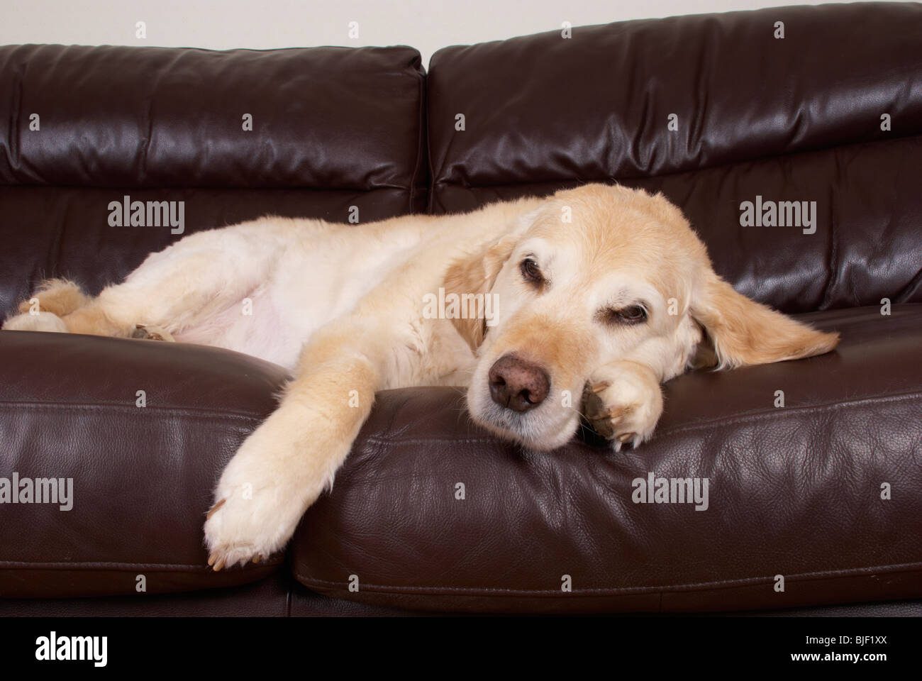 Wallace il golden retriever / di appoggio in un momento di relax a casa. Foto Stock