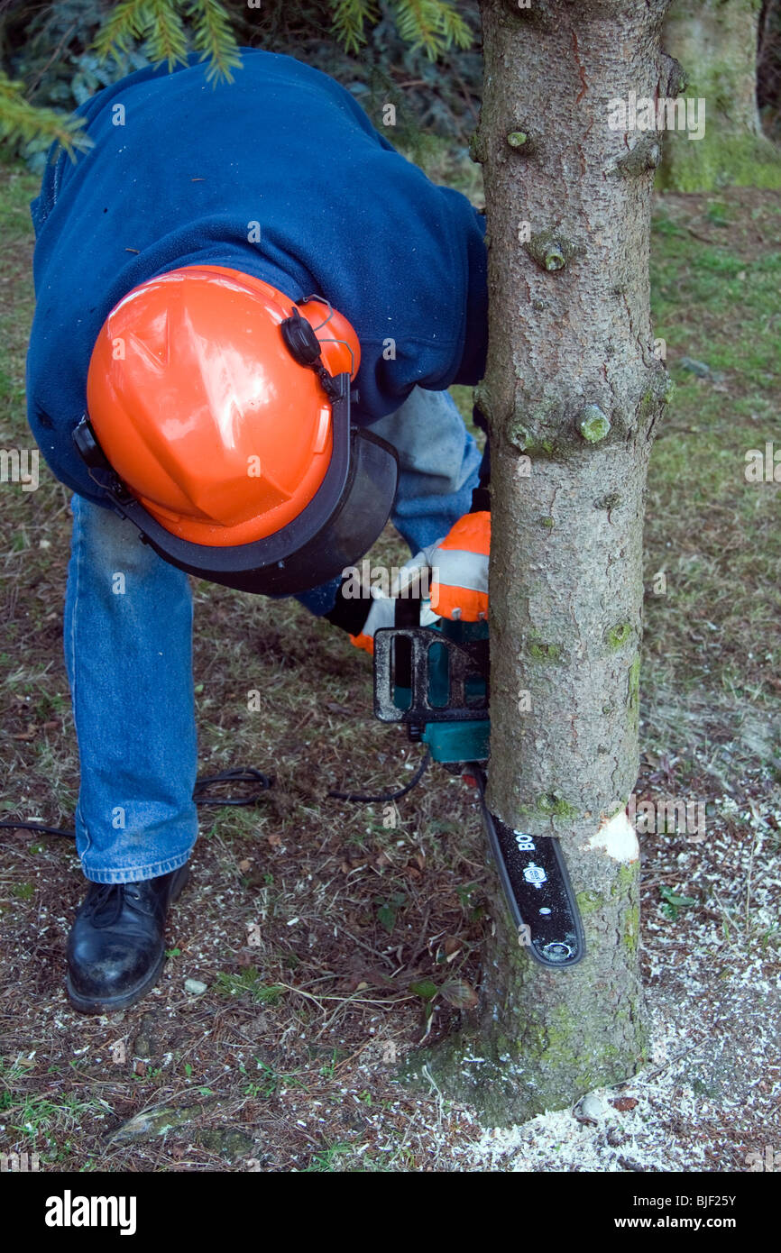 Un uomo tagliando un albero con una sega a nastro Foto Stock