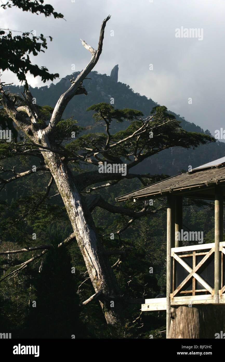 Il 40m alto Tenchuseki boulder, sulla cima della montagna Tatchudake, Yakushima Island, Giappone. Foto Stock