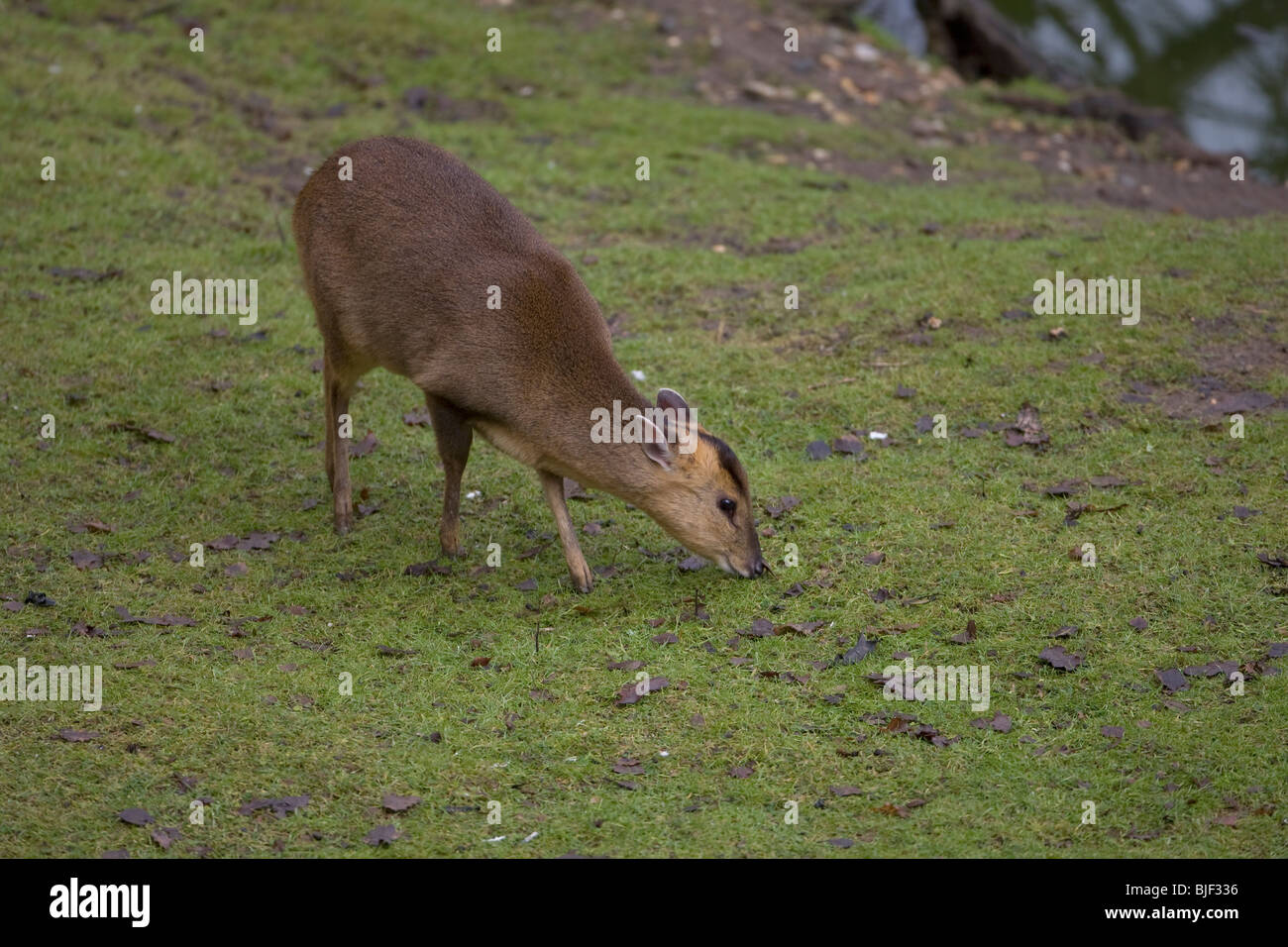 Formosan Reeve's Muntjac Muntiacus reevesi Foto Stock