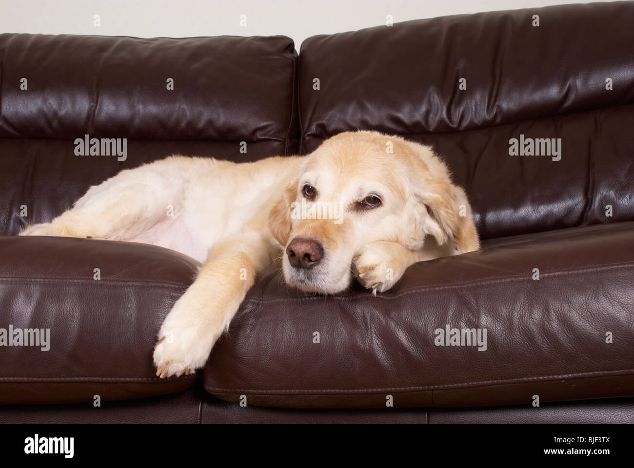 Wallace il golden retriever / di appoggio in un momento di relax a casa. Foto Stock