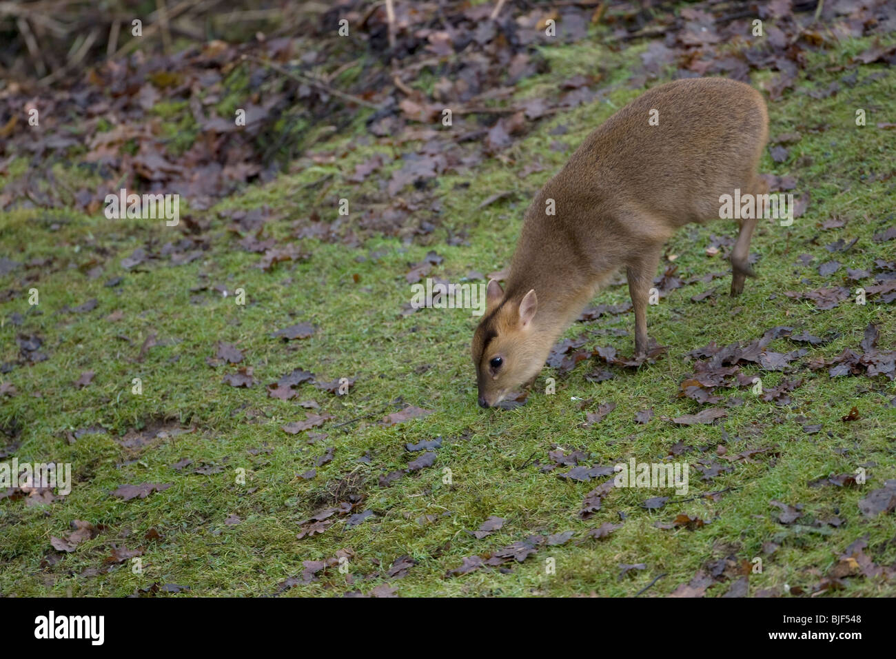 Formosan Reeve's Muntjac Muntiacus reevesi Foto Stock