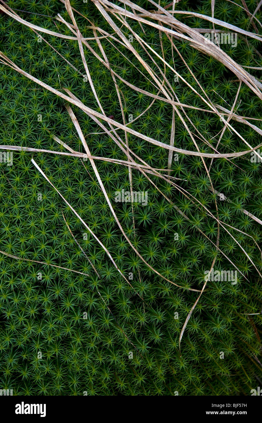 Strano moss-come una vegetazione ed erbe secche Foto Stock