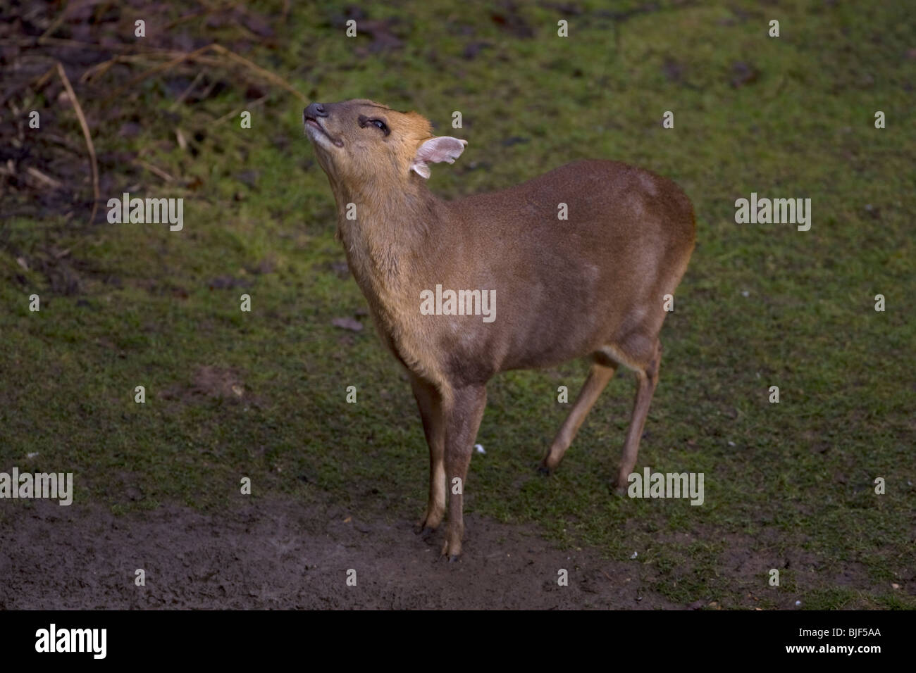 Formosan Reeve's Muntjac Muntiacus reevesi Foto Stock