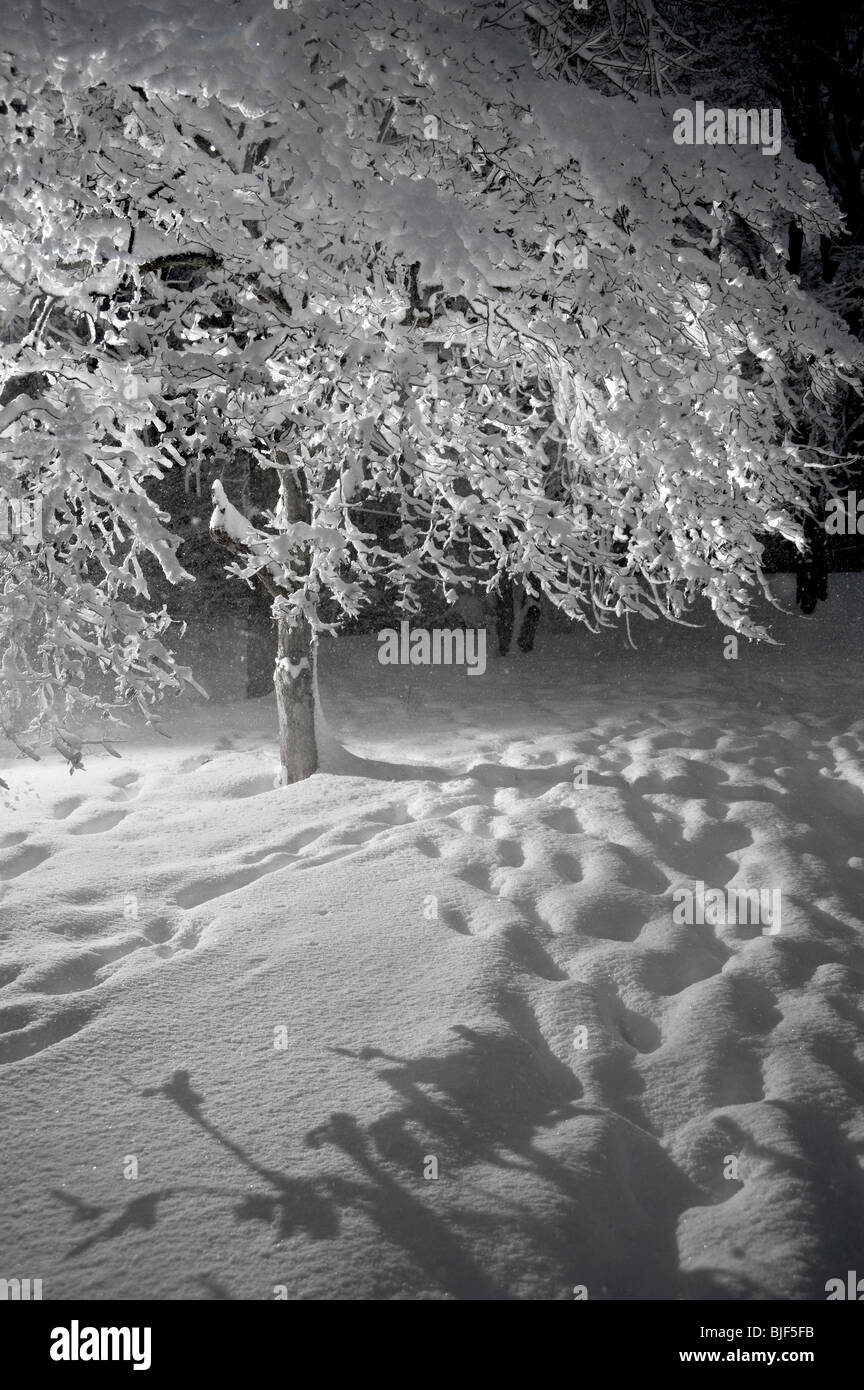 Albero con neve aggrappati ai rami quando nevicava di Blizzard di notte, Pennsylvania, STATI UNITI D'AMERICA Foto Stock