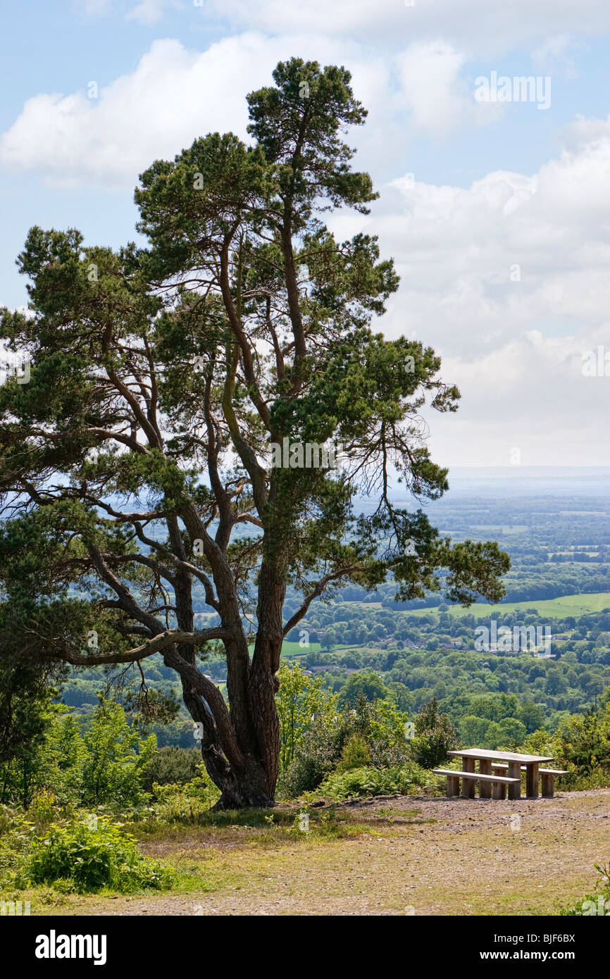 Leith Hill, Surrey, Inghilterra, Regno Unito - tavolo da picnic sotto un grande albero con vista sulle colline nord e sud Foto Stock