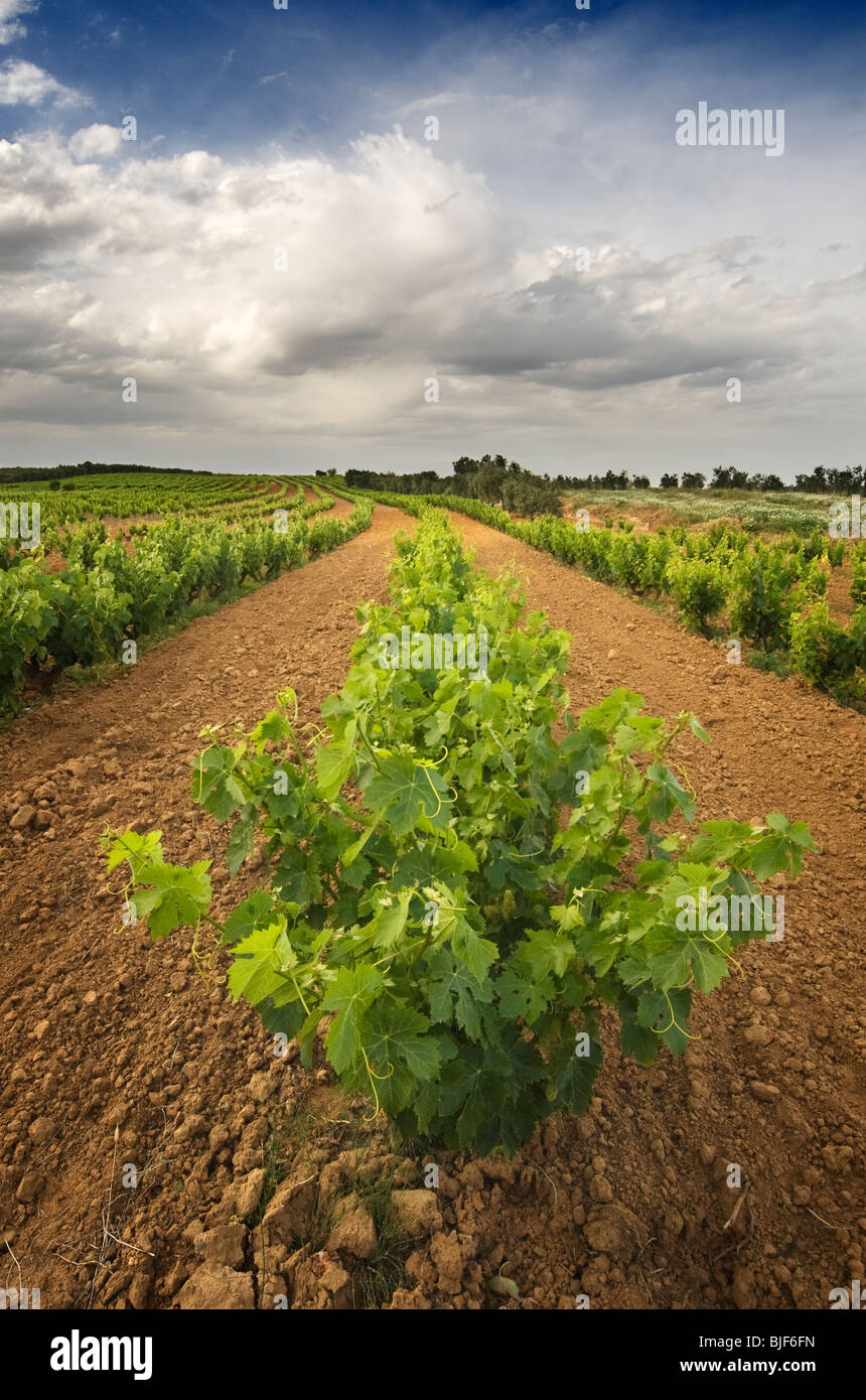 Condado è una delle regioni spagnole dove si produce il vino migliore. Foto Stock