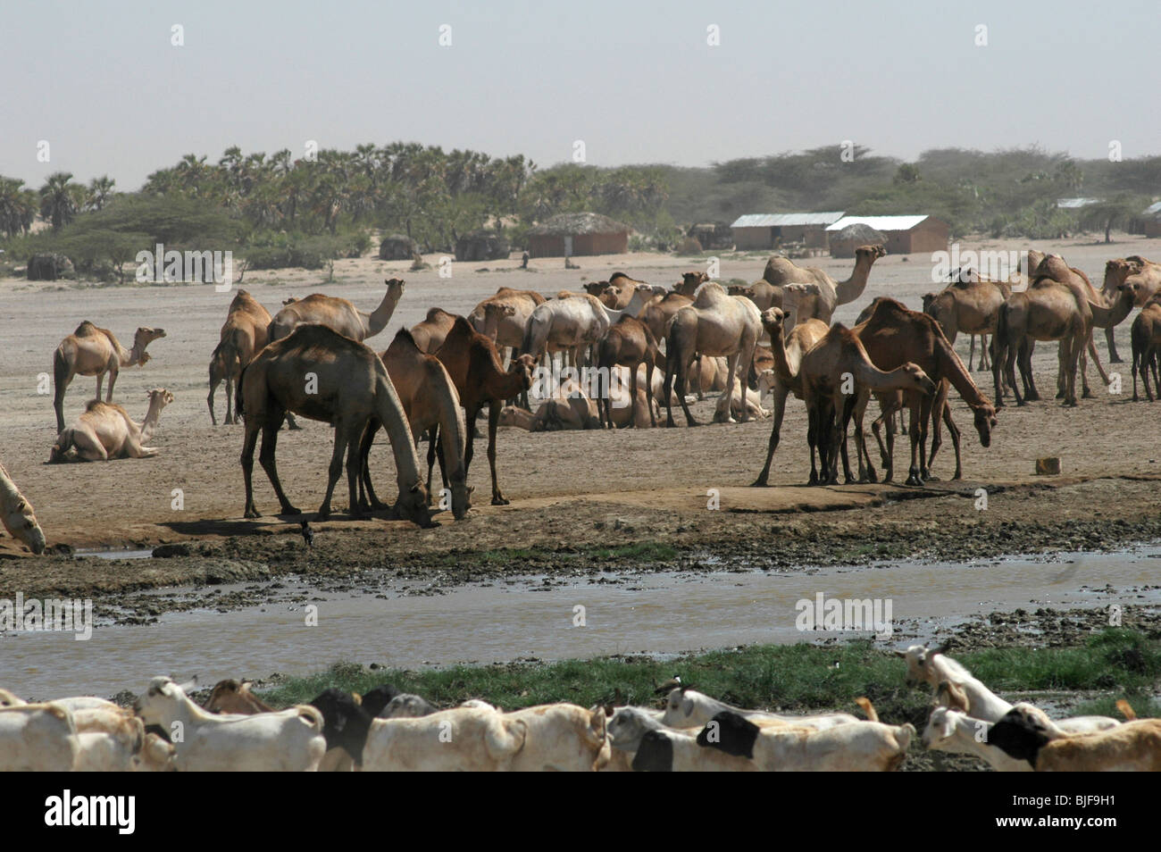 Allevamenti di bovini, cammelli e capre con i loro pastori al gregge un oasi di acqua. Foto Stock