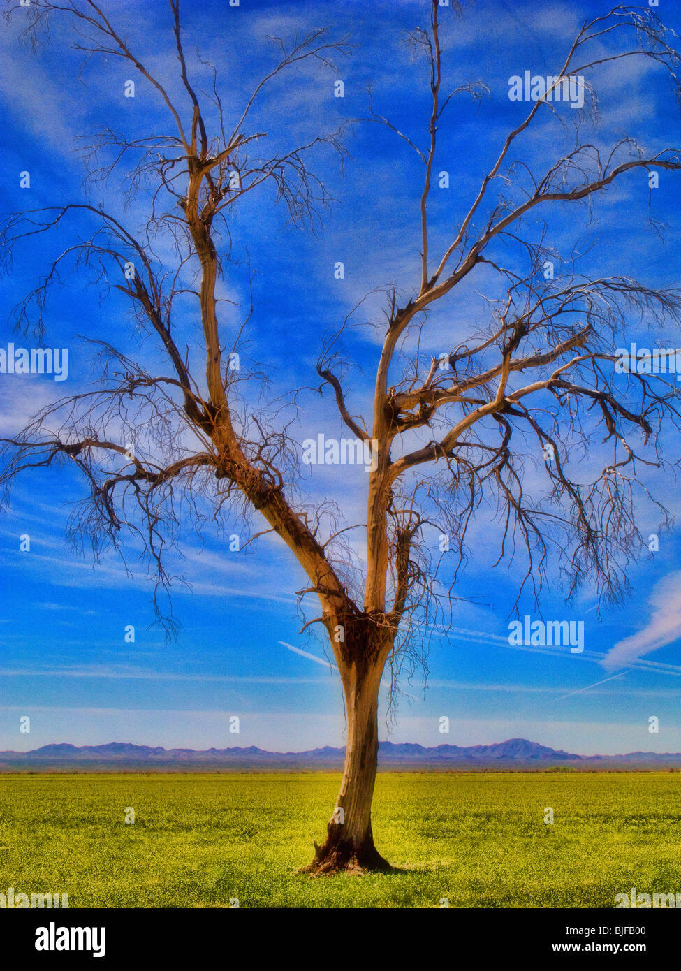 Albero astratto Foto Stock