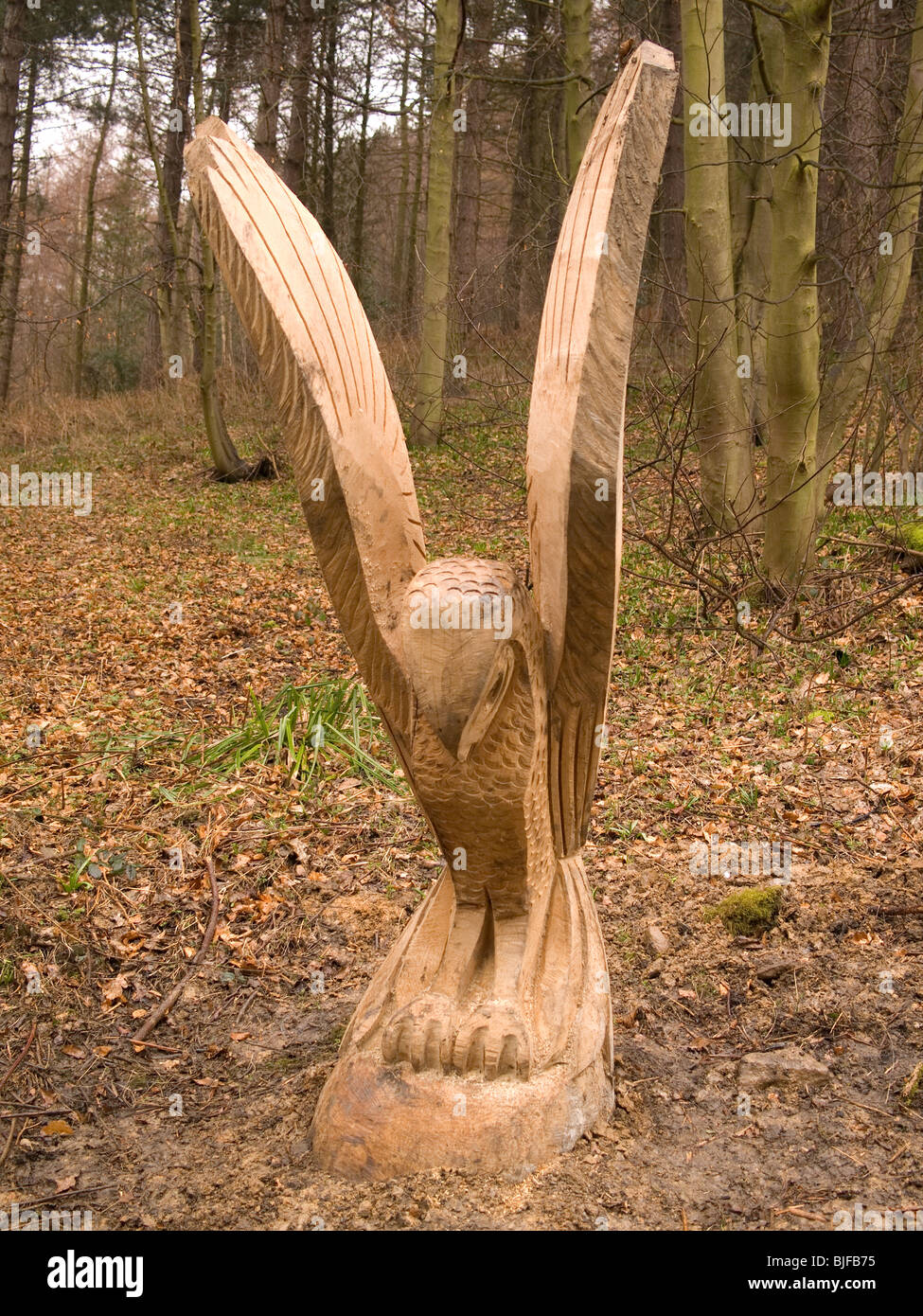 La scultura in legno di un falco dalla locale chainsaw scultore Steve Iredale in Errington boschi nuovo Marske Cleveland, Regno Unito Foto Stock