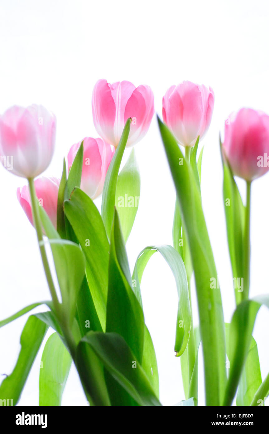 Pink Tulip fiori su sfondo bianco Foto Stock