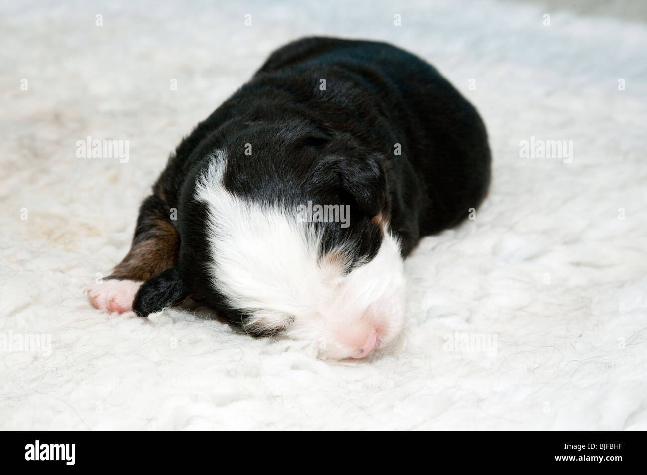 Neonato Bovaro del Bernese cucciolo. Foto Stock