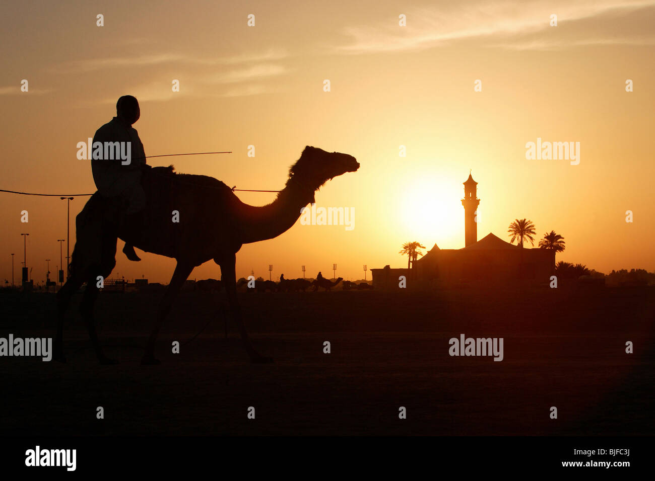 Driver di cammello nel deserto al tramonto, Dubai, Emirati Arabi Uniti Foto Stock