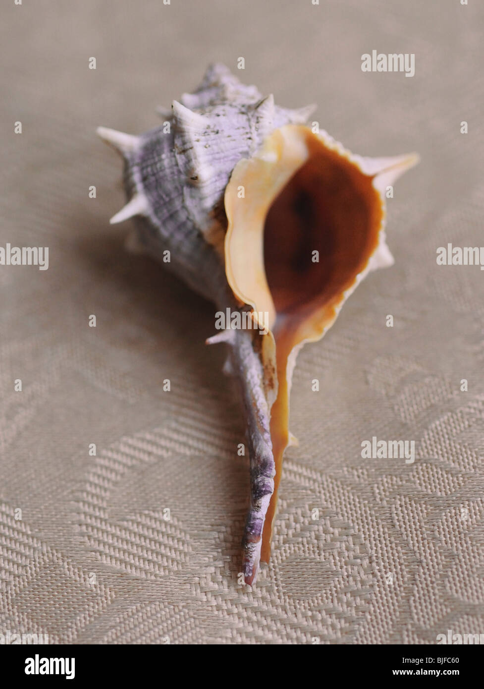 Close up conch conchiglia di mare Foto Stock