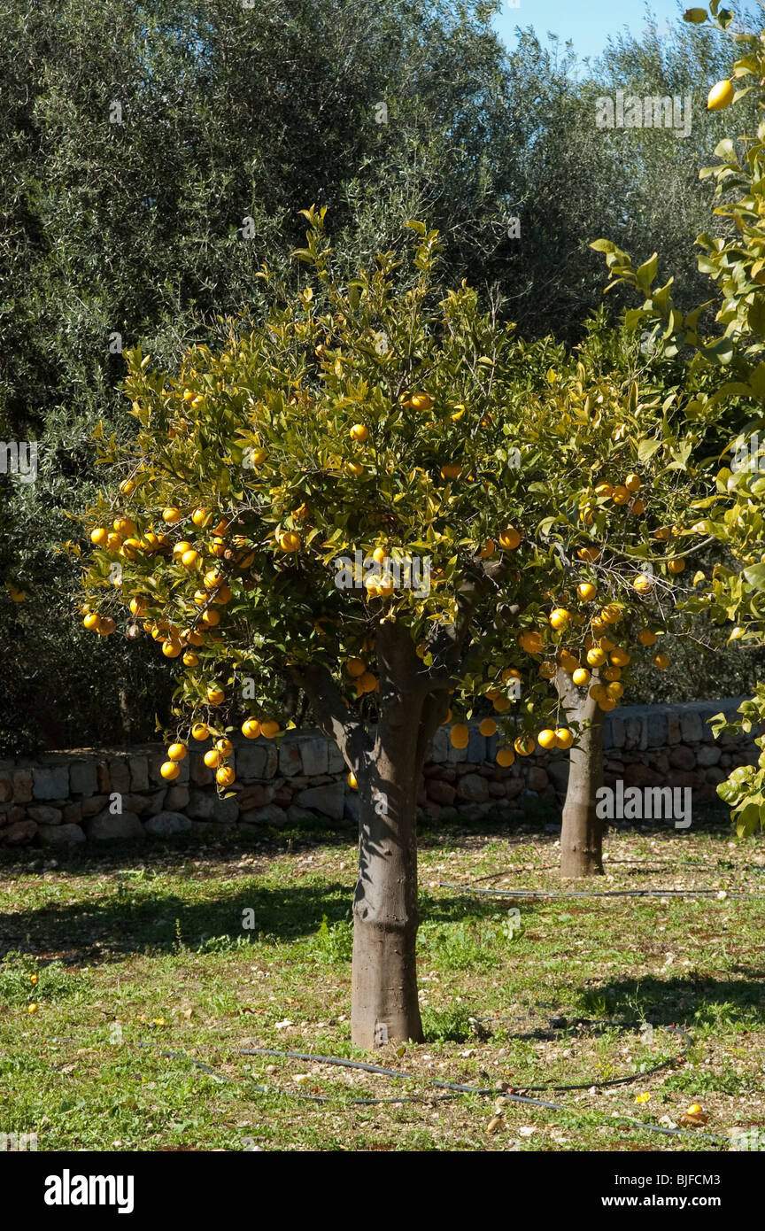 Orangenbaum mit Früchten, Mallorca, Balearen, Spanien | arancio con frutta, Mallorca, Spagna Foto Stock
