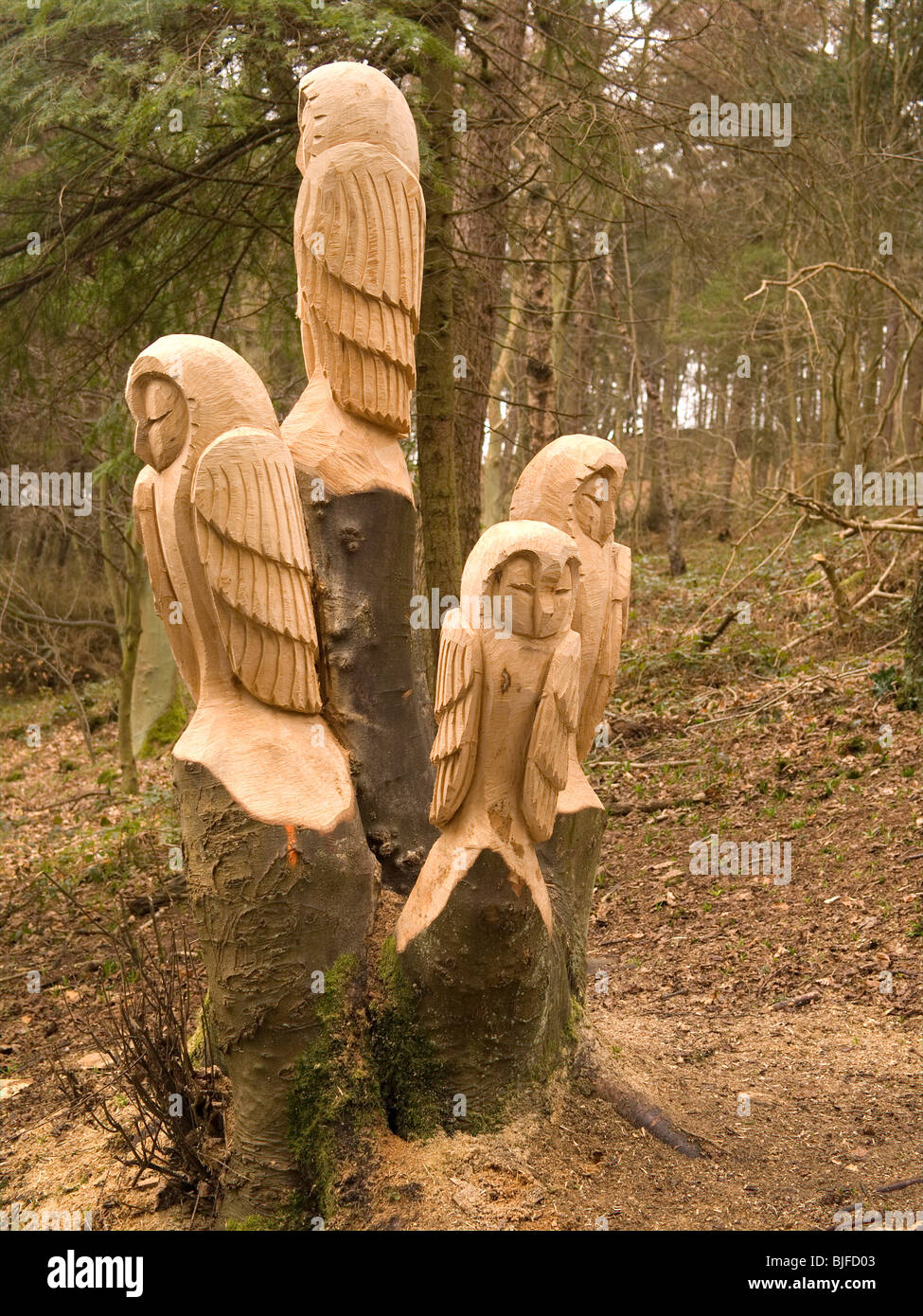 La scultura in legno di cinque civette dal locale chainsaw scultore Steve Iredale in Errington boschi nuovo Marske Cleveland, Regno Unito Foto Stock