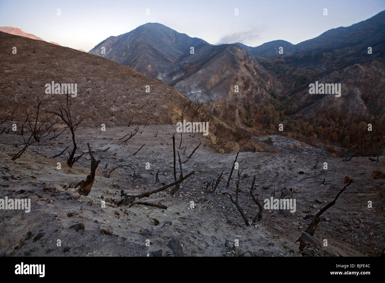 La tattica della terra bruciata e alberi bruciati dalla stazione incendio nel settembre 2009. Angeles National Forest, Los Angeles, California , Stati Uniti Foto Stock