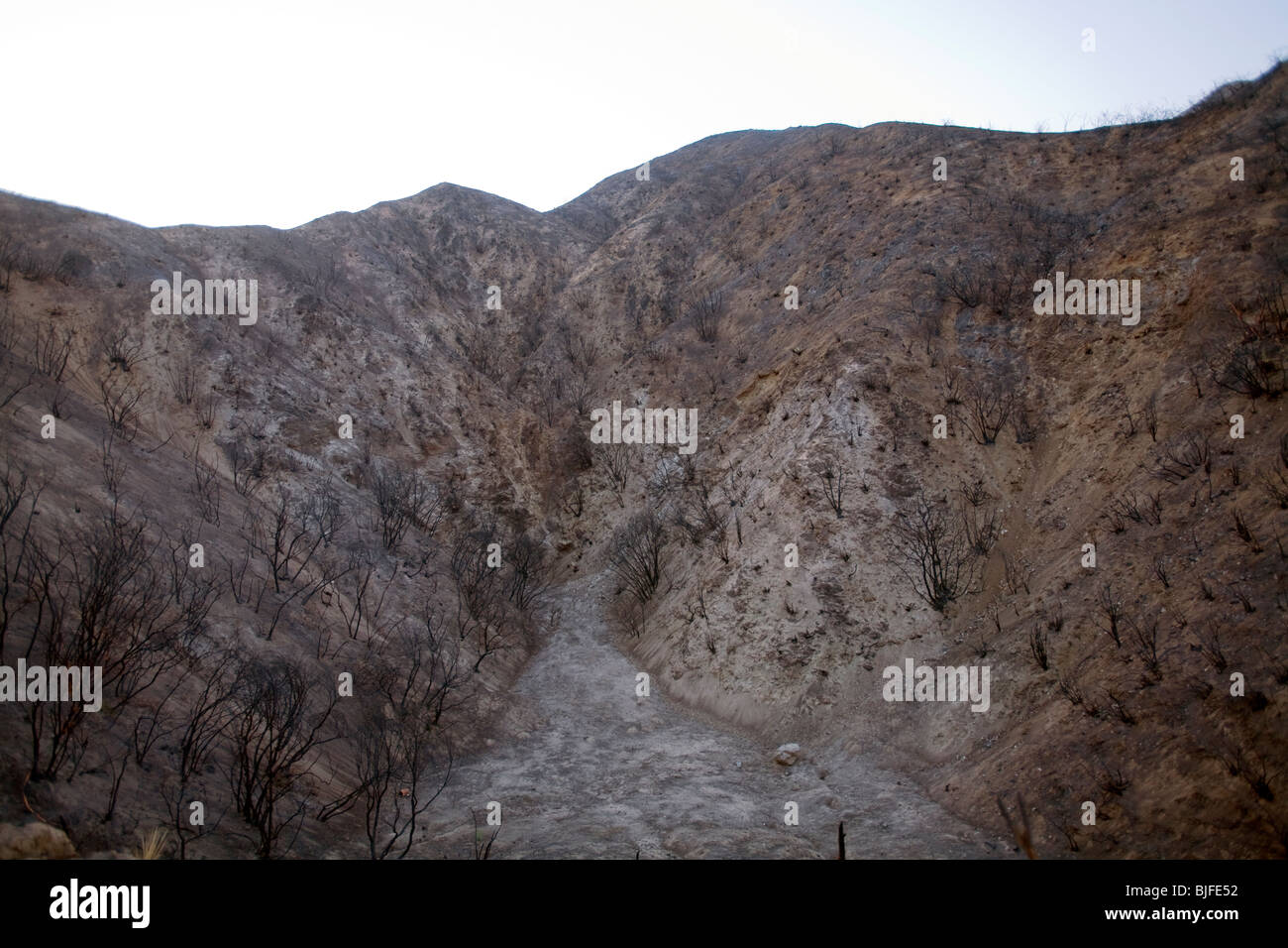 La tattica della terra bruciata e alberi bruciati dalla stazione incendio nel settembre 2009. Angeles National Forest, Los Angeles, California , Stati Uniti Foto Stock