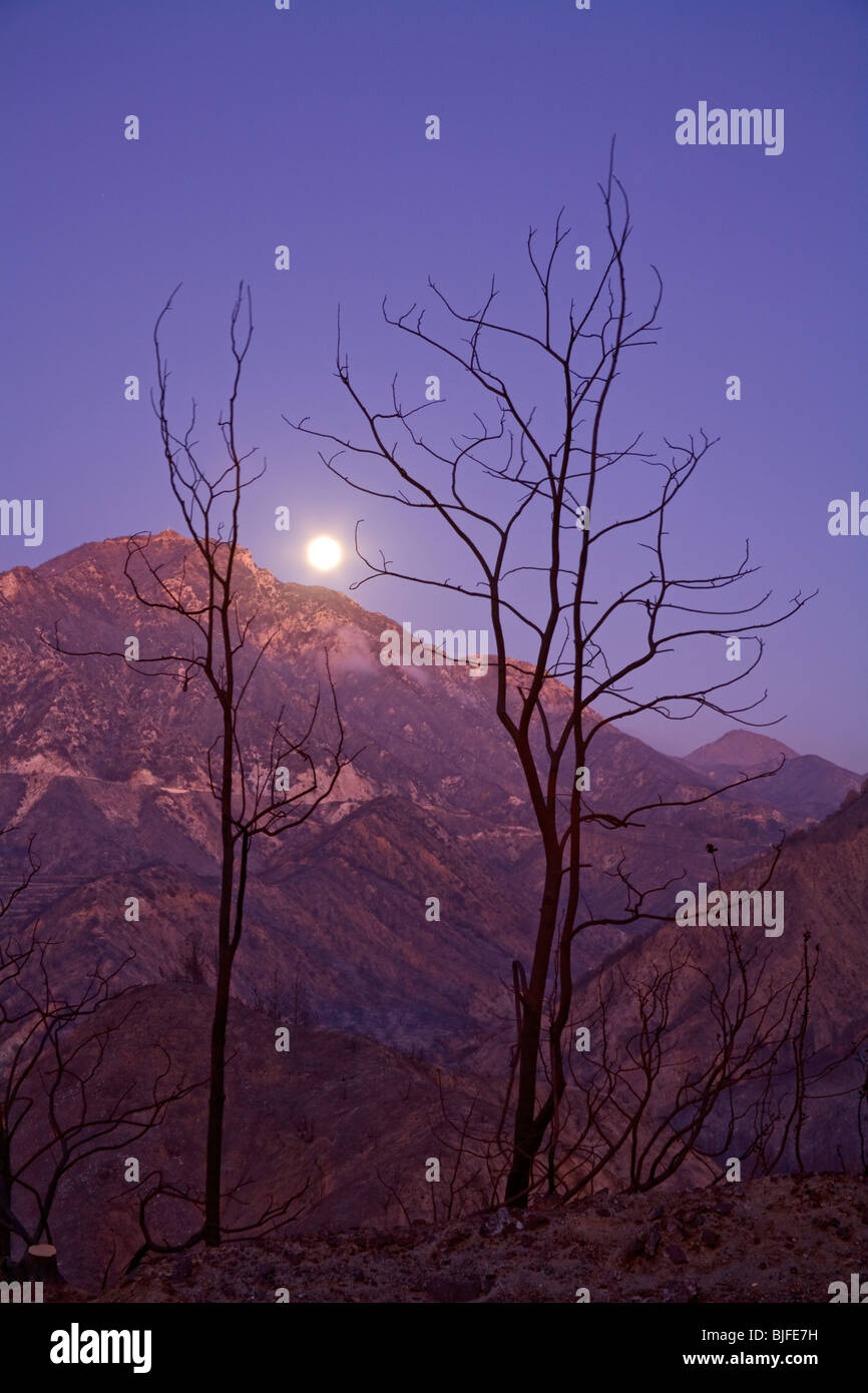 La tattica della terra bruciata e alberi bruciati dalla stazione incendio nel settembre 2009. Angeles National Forest, Los Angeles, California , Stati Uniti Foto Stock