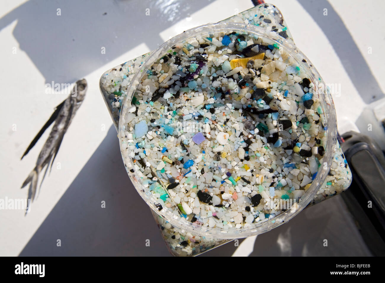 Campione di plastica vasetti con pesci volanti presi dalle reti da traino dal "grande Pacific garbage patch'. Long Beach, California, Stati Uniti d'America Foto Stock