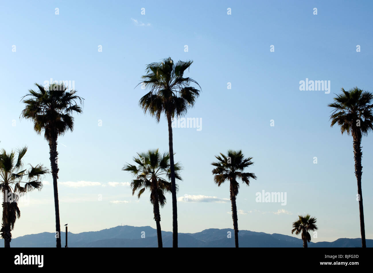 Le palme in Venice, California Foto Stock