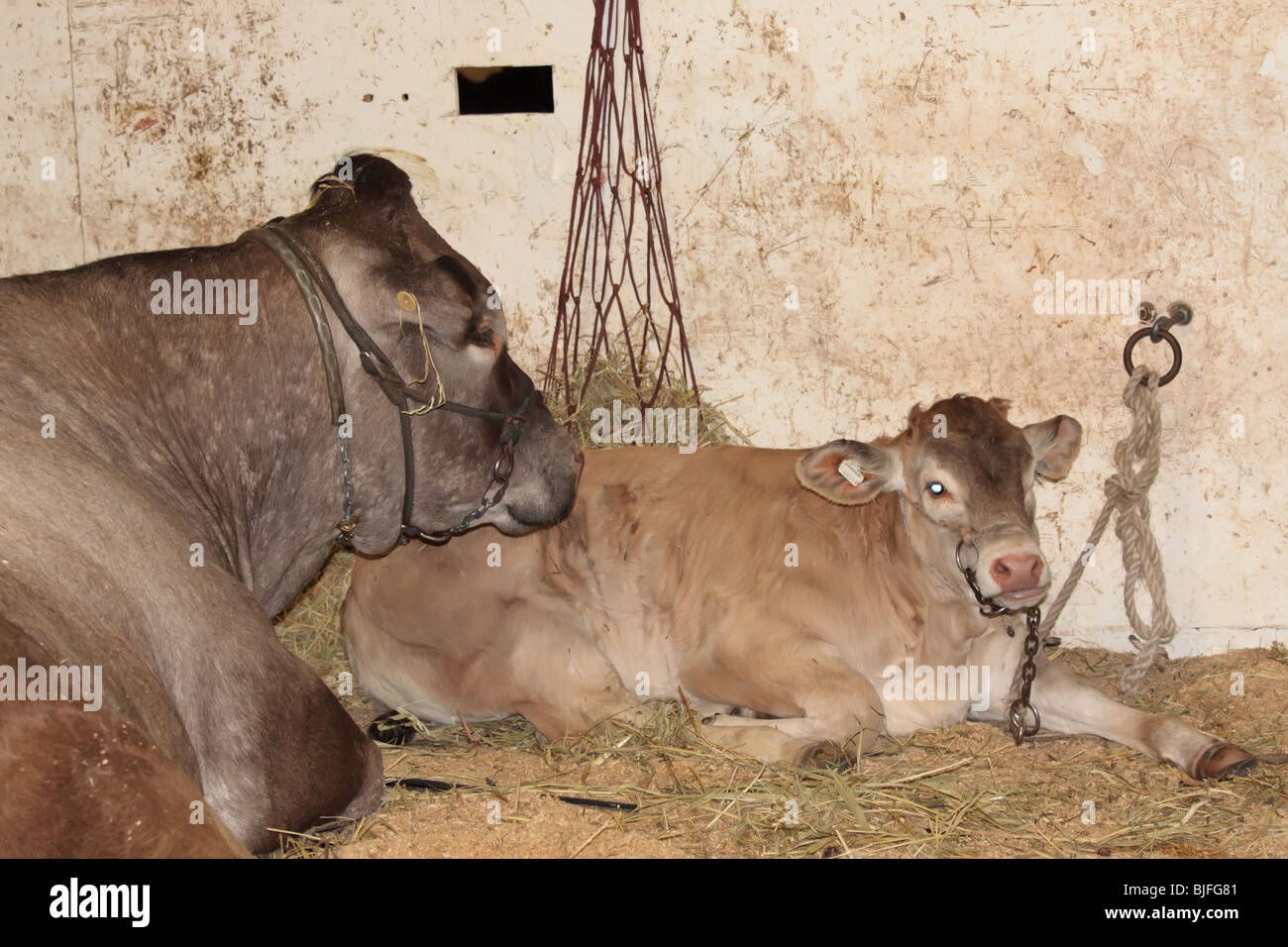 Le mucche in un capannone di origine animale Foto Stock