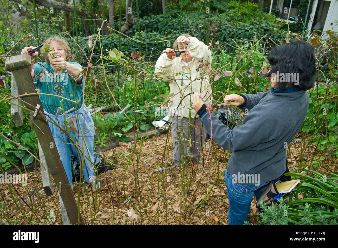 Yvonne Savio offre master di formazione giardiniere a UC di Dilazione Cooperativa di massa comune programma di giardino Foto Stock