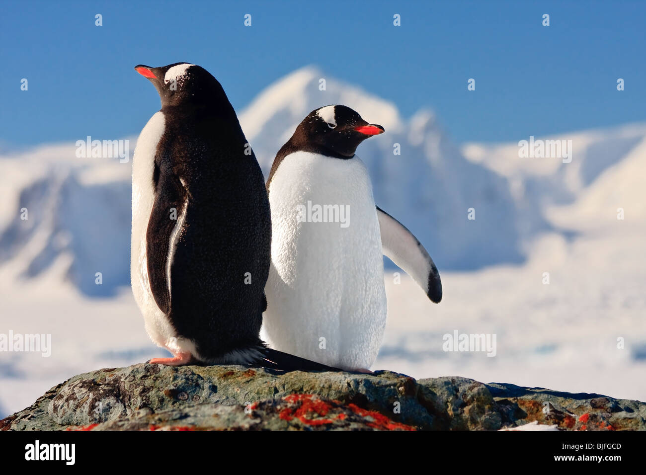 I pinguini dreaming seduto su una roccia in Antartide. Montagne sullo sfondo Foto Stock
