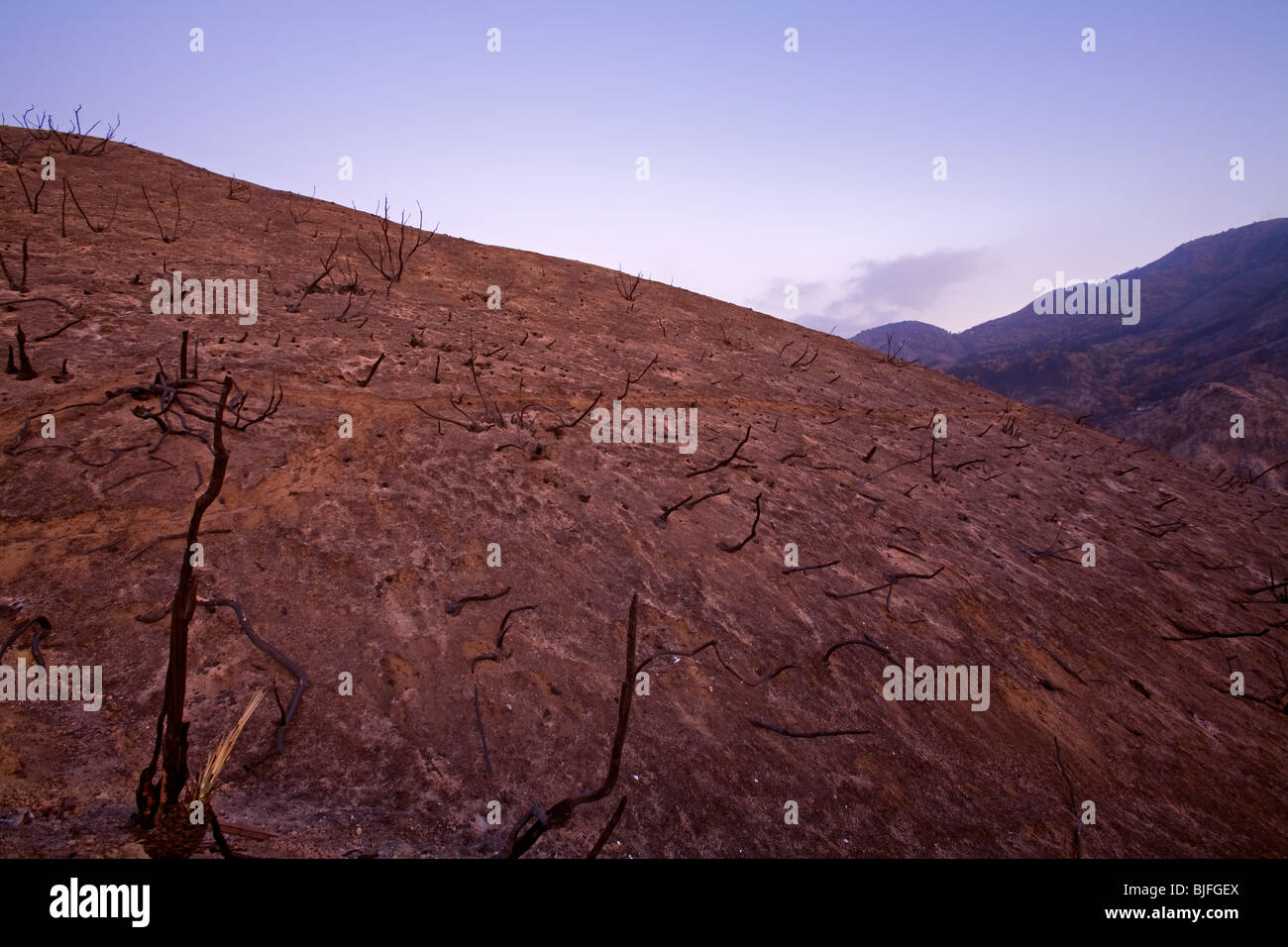 La tattica della terra bruciata e alberi bruciati dalla stazione incendio nel settembre 2009. Angeles National Forest, Los Angeles, California , Stati Uniti Foto Stock